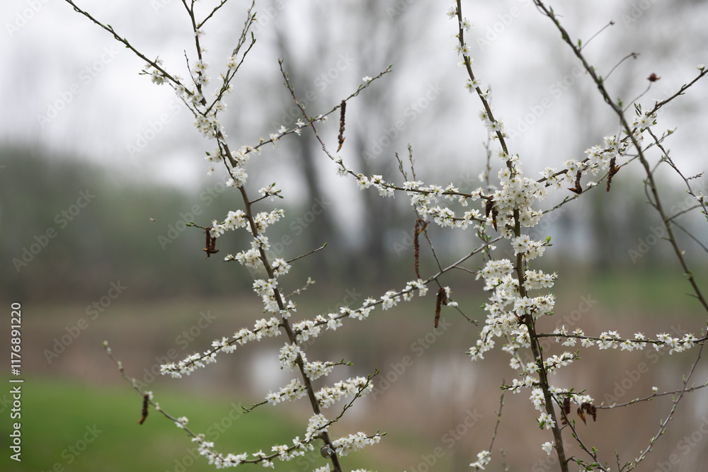 Delicate white flowers bloom on branches by a tranquil waterway in early spring Delicate white flowers bloom on branches by a tranquil waterway in early spring