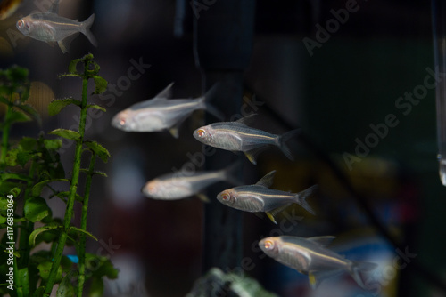 Wallpaper Mural Several neon tetras swimming in the aquarium. Torontodigital.ca