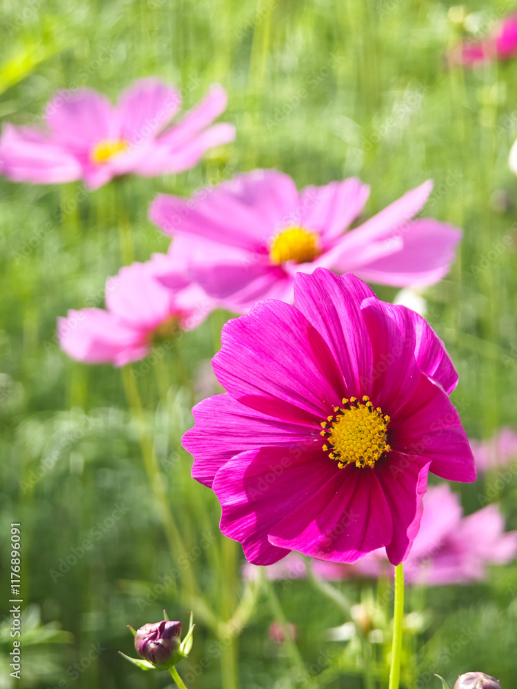 beautiful blossom pink cosmos on field beautiful blossom pink cosmos on field