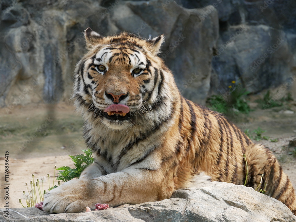 Fototapeta premium Zoo de Séoul, tigres, Corée du Sud, animaux, faune, parc zoologique, préservation, conservation, biodiversité, mammifères, félins, grands félins, nature, environnement, habitat, enclos, captivité, édu