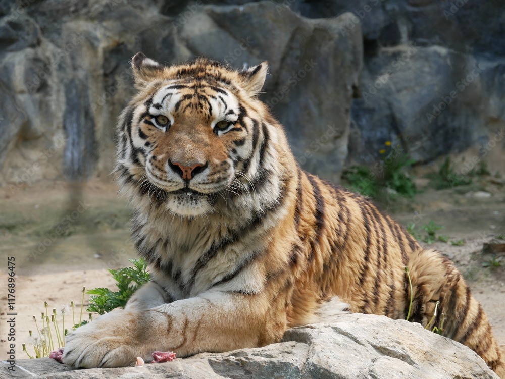 Fototapeta premium Zoo de Séoul, tigres, Corée du Sud, animaux, faune, parc zoologique, préservation, conservation, biodiversité, mammifères, félins, grands félins, nature, environnement, habitat, enclos, captivité, édu