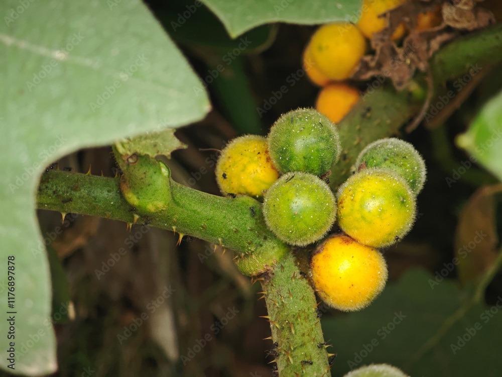 Hairy fruited eggplant on tree Hairy fruited eggplant on tree