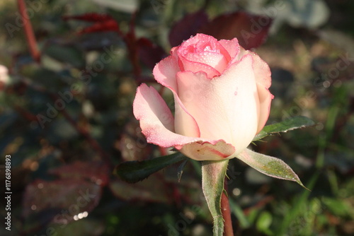 Wallpaper Mural pink colored rose plant on farm Torontodigital.ca