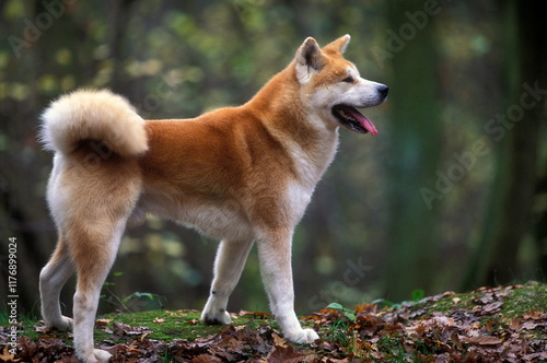Εκτύπωση καμβά Akita inu