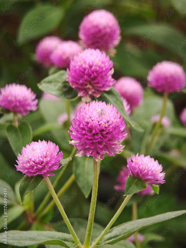 pink bachelor button flower on garden pink bachelor button flower on garden