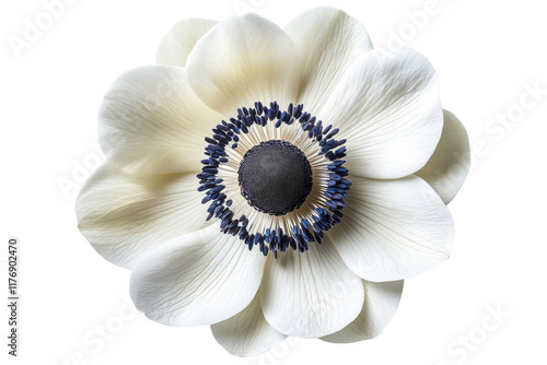 White anemone flower showcasing delicate petals and dark central core during spring bloom photo