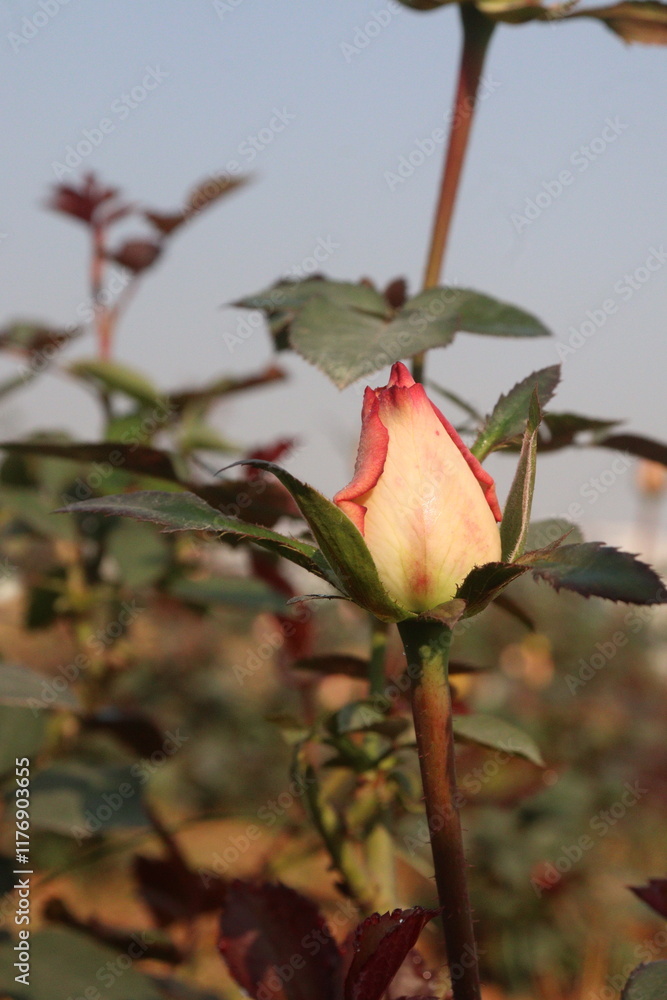 pink colored rose plant on farm