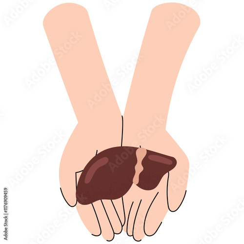 Two hands holding a human liver, symbolizing care and life-saving generosity. National Organ Donor day.