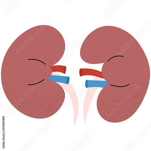 Human kidneys. Anatomy of internal organ. Ideal for medical or educational purposes.