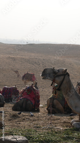 pyramide, Égypte, Gizeh, Sphinx, pharaon, antiquité, archéologie, monument, histoire, désert, architecture, ancienne, tombeau, civilisation, hiéroglyphe, momie, nécropole, Kheops, Khephren, Mykérinos, photo