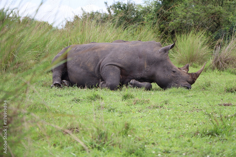 Rare wild wide-mouthed rhino laying amidst high grass in Ziwa Rhino Sanctuary in Uganda Rare wild wide-mouthed rhino laying amidst high grass in Ziwa Rhino Sanctuary in Uganda