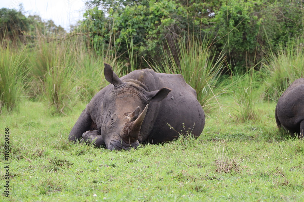 Fototapeta premium Wild rhino with horn laying in green grass resting at Ziwa Rhino Sanctuary in Uganda 