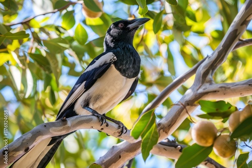 Australian magpie (Gymnorhina tibicen) perched in a tree. photo