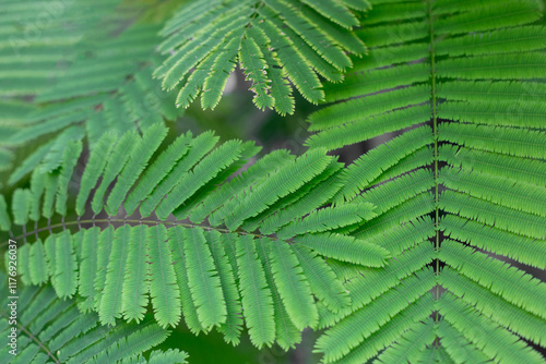 Foliage background. Fern plant with long small green leaves photo