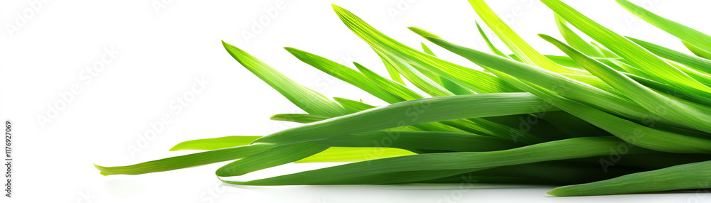 Obraz premium A vibrant green grass arrangement showcasing nature's beauty, perfect for backgrounds and designs that celebrate freshness.