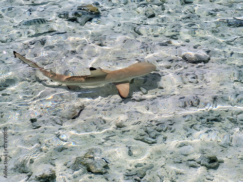 Fototapeta Naklejka Na Ścianę i Meble -  Baby black tip shark in clear blue lagoon waters
