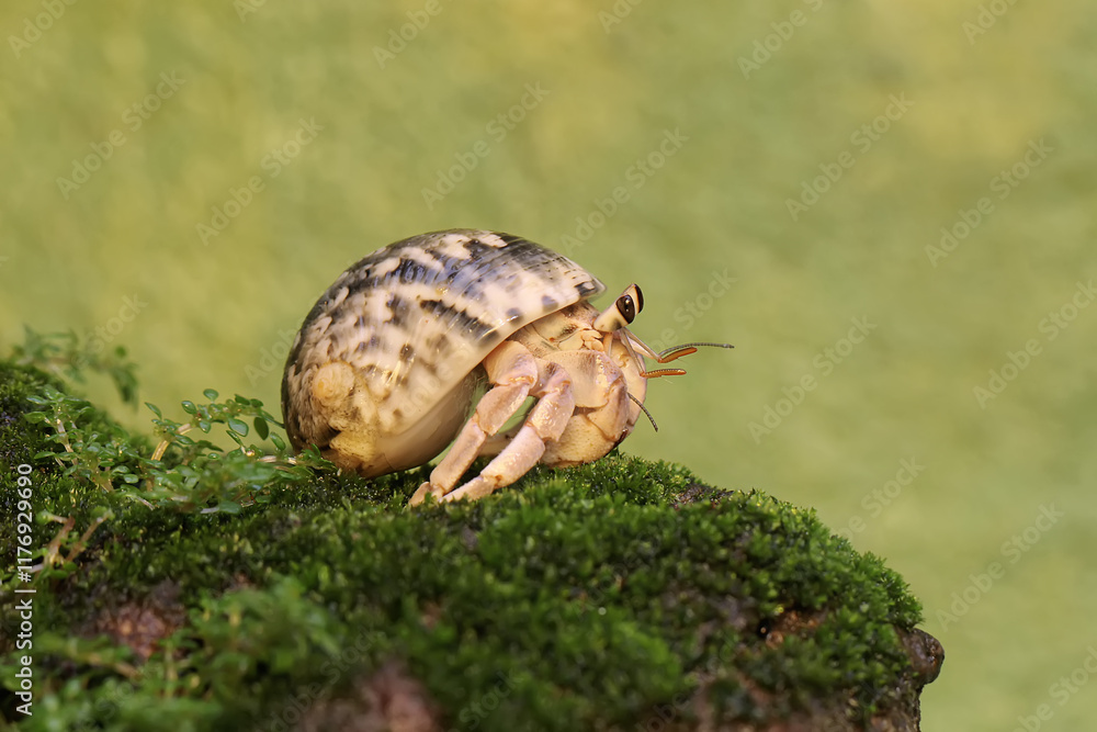 A hermit crab is walking slowly on a rock covered with moss. This animal whose habitat is on the edge of a sandy beach has the scientific name Paguroidea sp. A hermit crab is walking slowly on a rock covered with moss. This animal whose habitat is on the edge of a sandy beach has the scientific name Paguroidea sp.