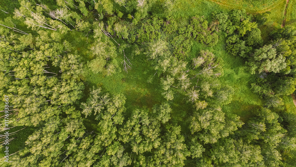 Fototapeta premium forest texture, top view of a green summer forest