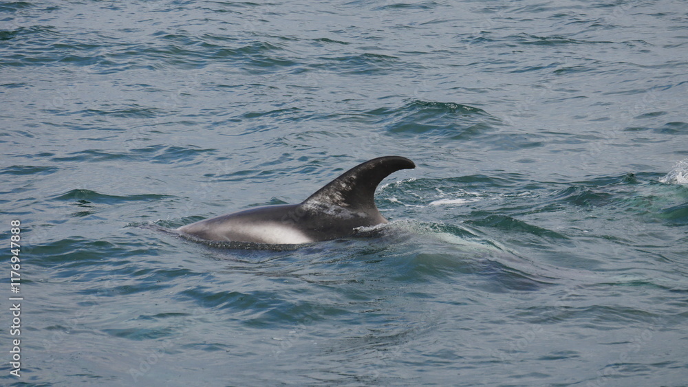 Fototapeta premium excursion, baleine, dauphin, observation, cétacés, mammifères marins, croisière, sortie en mer, tourisme, aventure, nature, faune marine, bateau, guide, expérience, photographie, éco-tourisme, océan, 
