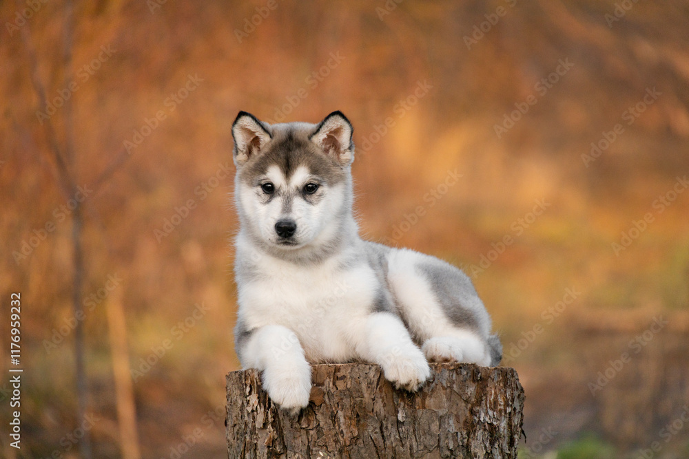 Malamute Husky Pomsky puppy lies on a tree. Autumn background Malamute Husky Pomsky puppy lies on a tree. Autumn background