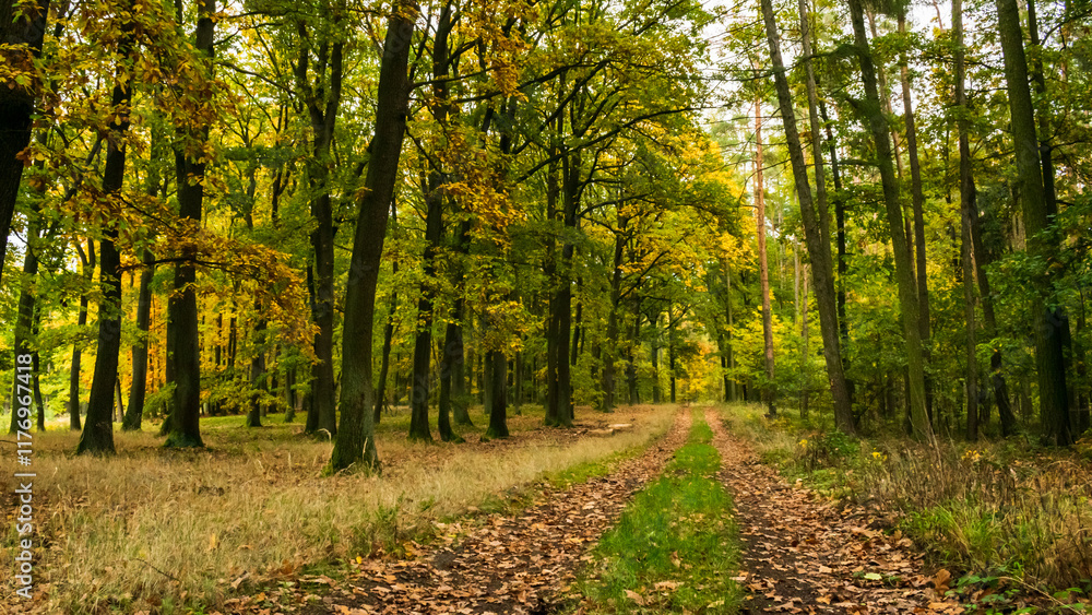 Fototapeta premium Autumn atmosphere in the nature reserve Pravy, Czech Republic.