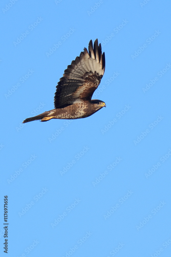 Obraz premium piccolo e veloce