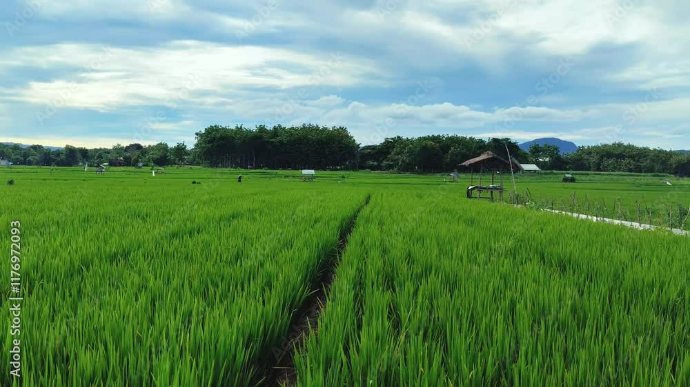 Lush Green Rice Paddies, Vibrant green rice fields stretching to the horizon, Rice Fields Lush Green Rice Paddies, Vibrant green rice fields stretching to the horizon, Rice Fields