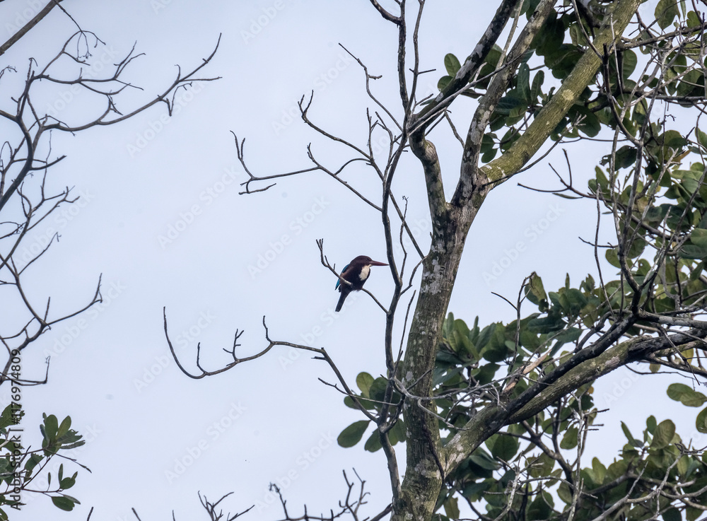 Pied kingfisher in the wild at dawn looking for food in the country of Thailand Pied kingfisher in the wild at dawn looking for food in the country of Thailand