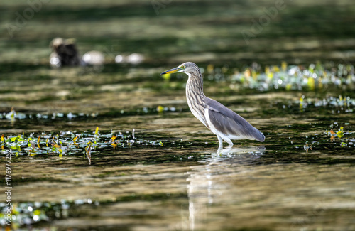 indian yellow heron in the wild at dawn looking for food in the country of thailand photo