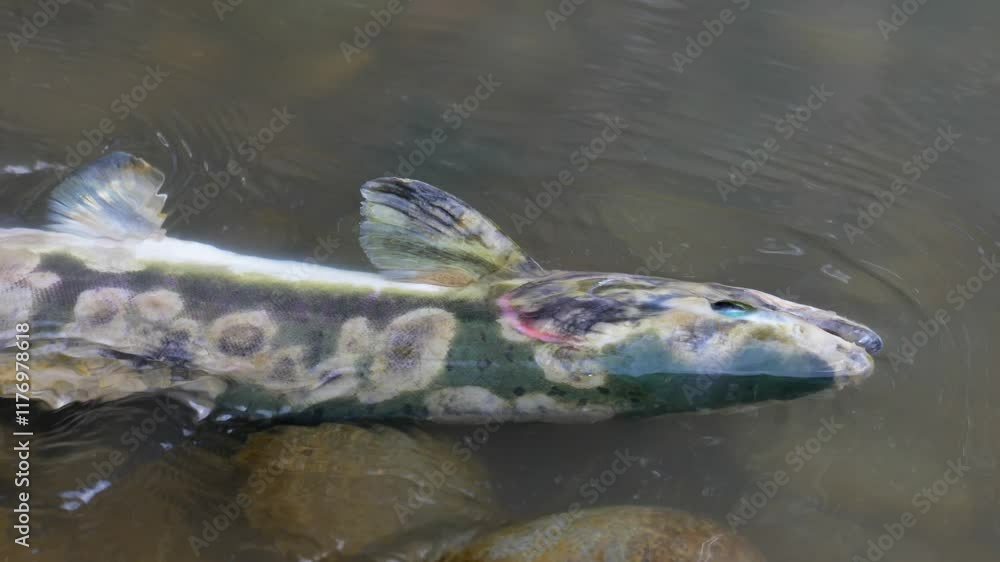 Close Up Dying Wild Salmon in the Water with Sores on its Body Close Up Dying Wild Salmon in the Water with Sores on its Body