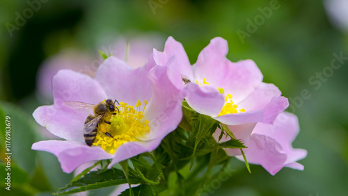 a bee collects pollen from a rosehip flower. Honey bee Apis Mellifera collects nectar on a pink bush rose flower close-up. Delicate flowers on a green background photo