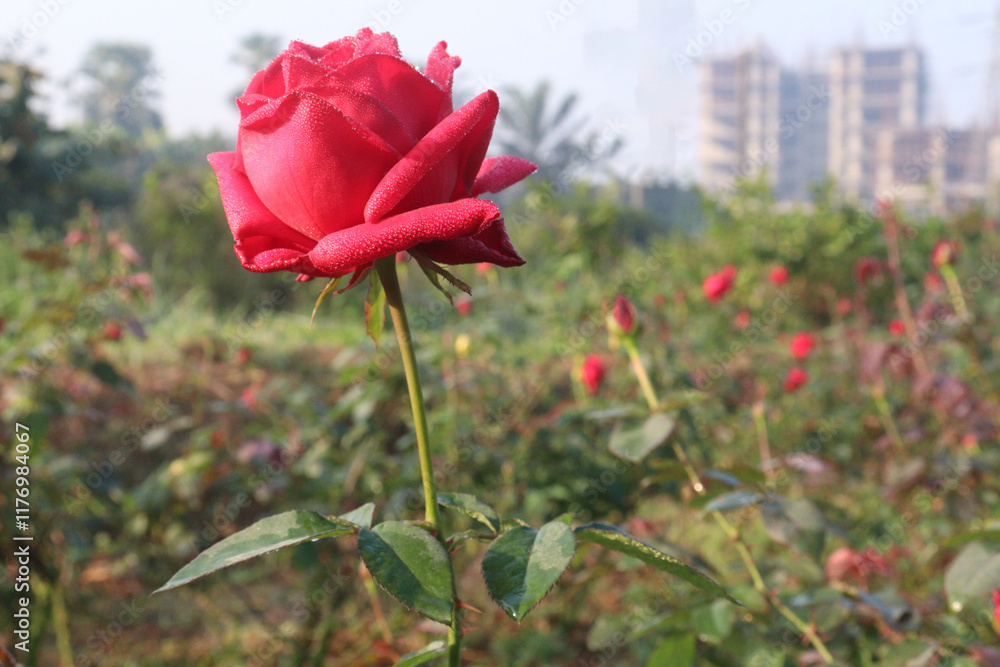 Obraz premium red colored rose plant on farm
