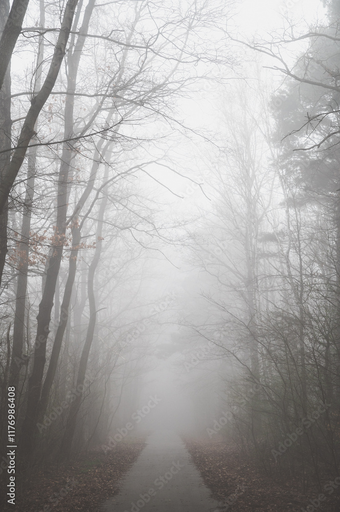 Obraz premium waldweg im nebel