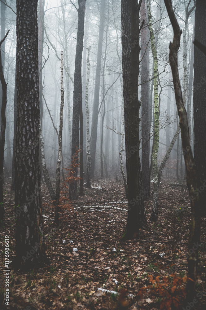 Obraz premium nebel im wald