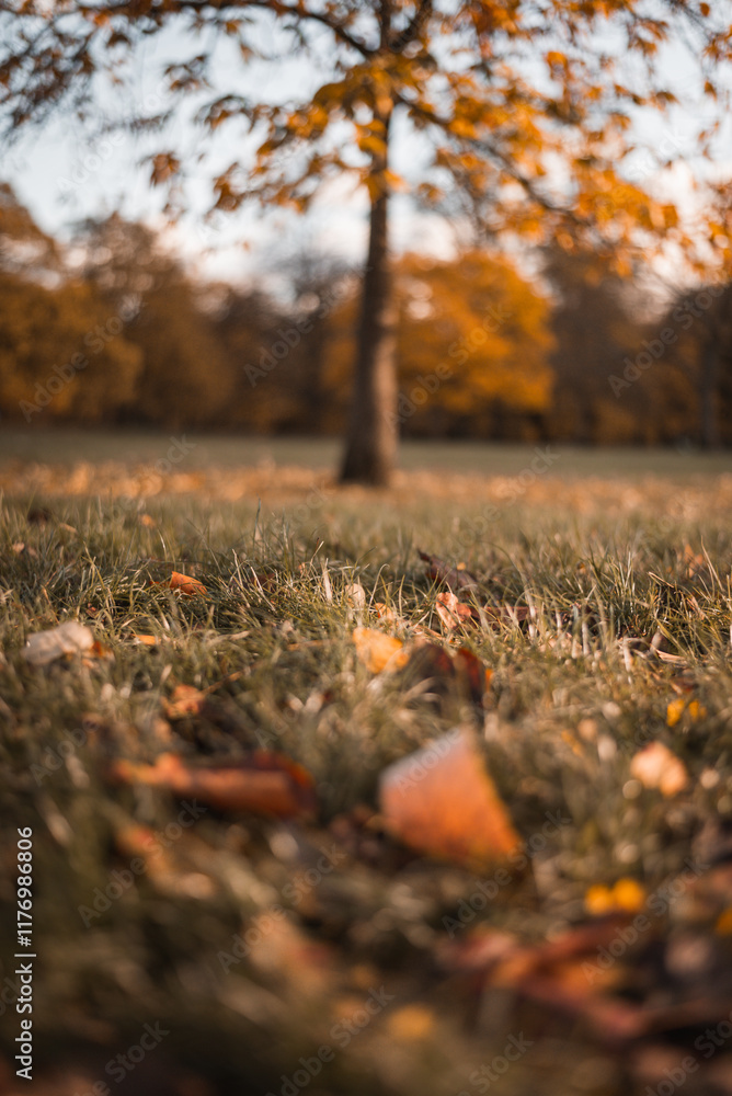autumn leaves on the ground autumn leaves on the ground