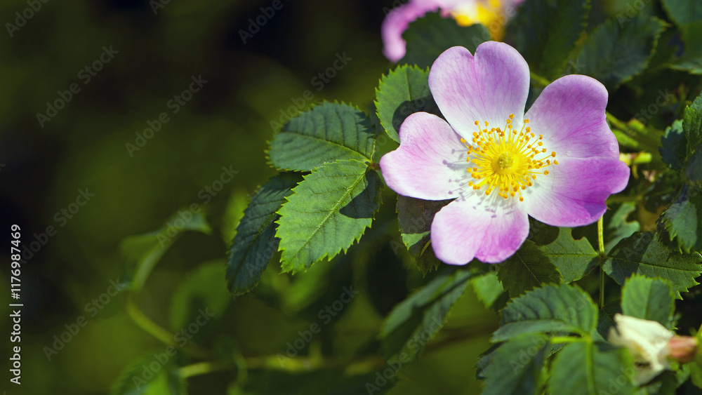 delicate pink rosehip flower. Photo of a beautiful wild rose against a background of dark green leaves. forest flowers, close-up. rosehip flowers, tea, aromatherapy, medicine, cosmetology delicate pink rosehip flower. Photo of a beautiful wild rose against a background of dark green leaves. forest flowers, close-up. rosehip flowers, tea, aromatherapy, medicine, cosmetology