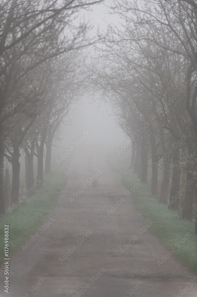 Obraz premium allee im nebel