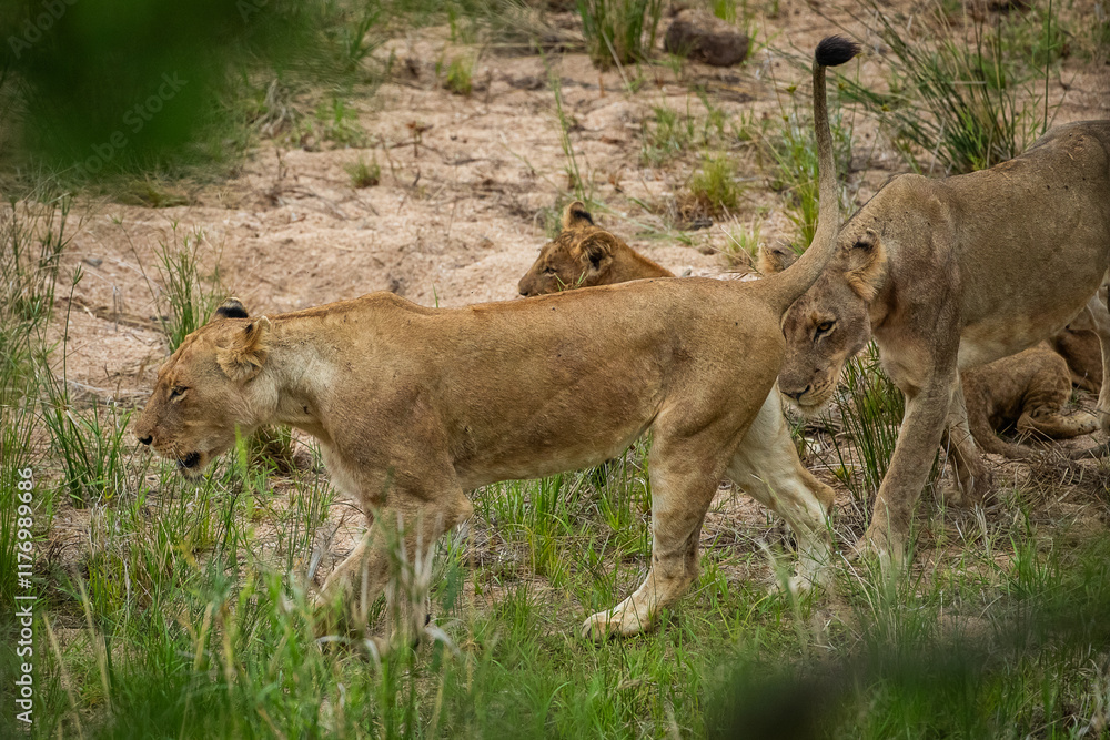 Naklejka premium Lions walking in a dry riverbend