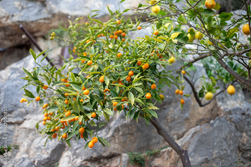 Fresh and Vibrant Chinese Tangerine Plant Captured in Full Bloom Fresh and Vibrant Chinese Tangerine Plant Captured in Full Bloom