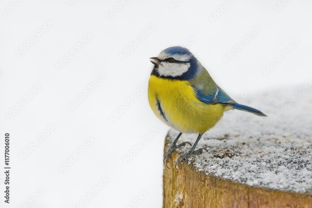 Naklejka premium Winter scenery with blue tit bird sitting on the snowy stump (Cyanistes caeruleus)