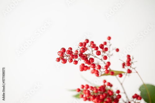 Nandina and Senryo.
A lucky plant that is decorated for New Year’s in Asia.
 photo