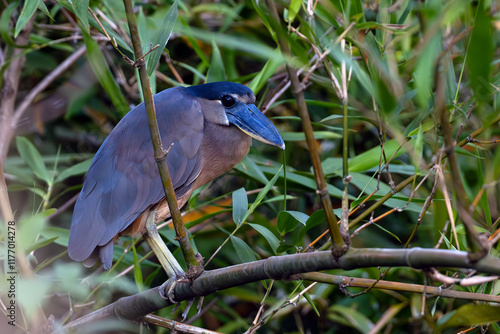 Boat-billed heron (Cochlearius cochlearius), colloquially known as the boatbill, an adult bird sitting in dense coastal vegetation. photo