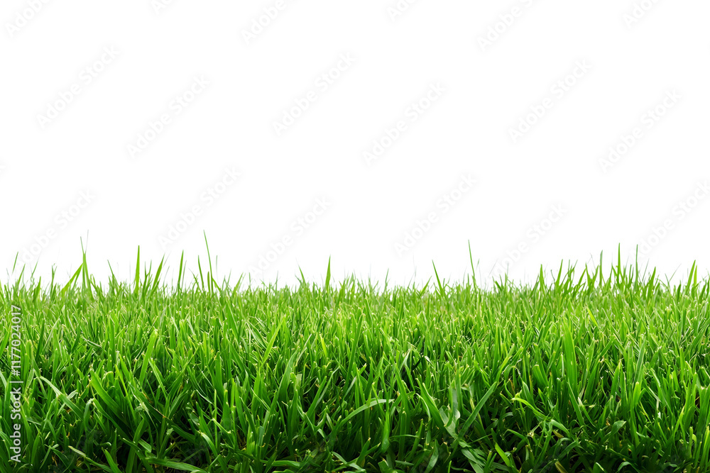 Lush Green Grass Background, Nature Lush Green Grass Background, Nature