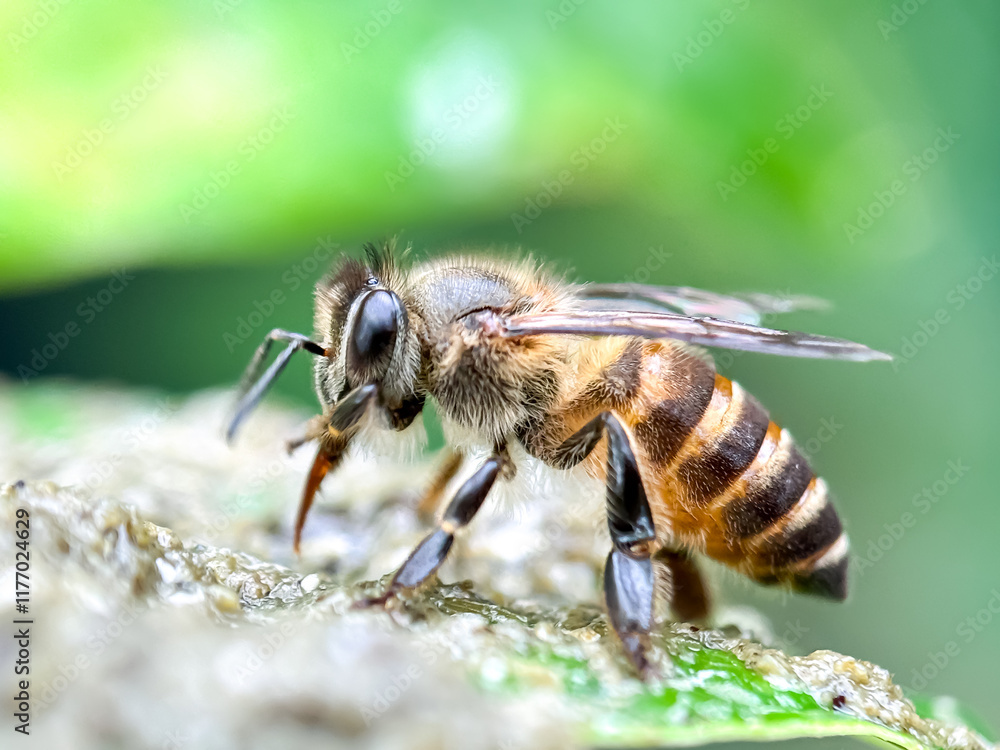 Macro shot of honey bees in green leaves, Asian honey bees (Apis cerana) Macro shot of honey bees in green leaves, Asian honey bees (Apis cerana)
