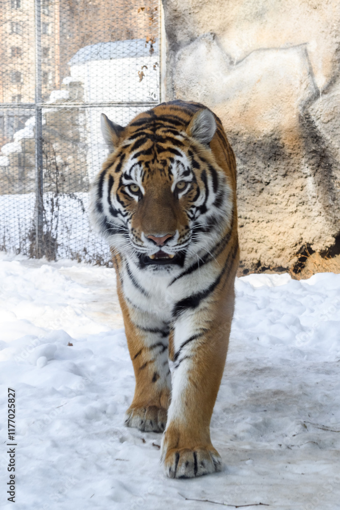 Siberian tiger in the zoo during winter time. Tiger on show. Siberian tiger in the zoo during winter time. Tiger on show.