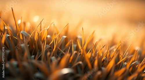 Close up of thick lawn grass illuminated by warm morning light with soft bokeh, creating a tranquil and dreamlike atmosphere