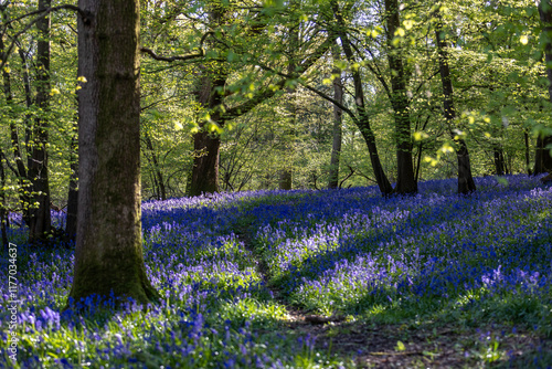 A pretty bluebell wood blooming in springtime photo