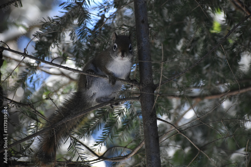Fototapeta premium Parc Appalaches 24 Décembre Au 2 Janvier 2025 - 300 Mm 