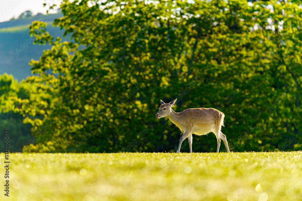 Fototapeta premium 奈良公園の鹿