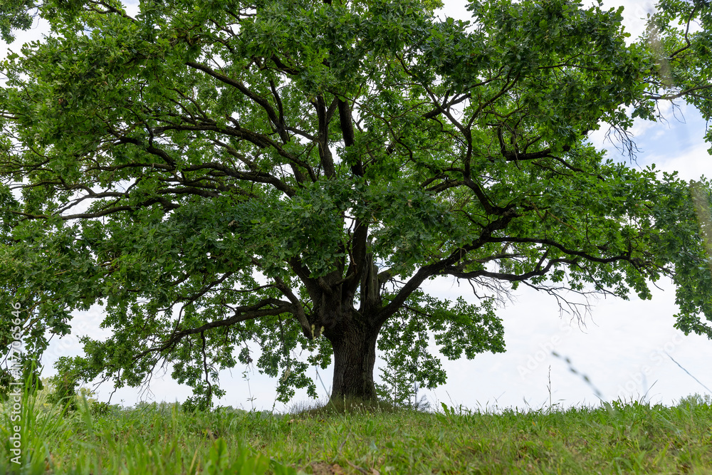 Fototapeta premium a lone oak tree growing in a field with green grass against a cloudy sky